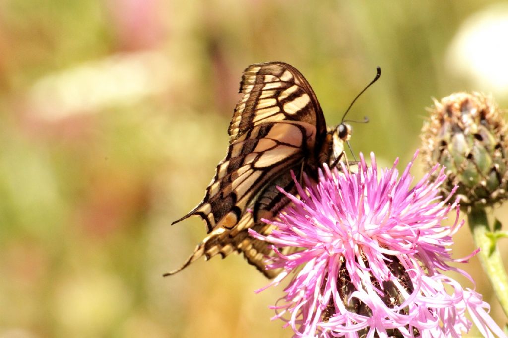 Papilio machaon vecchiotto